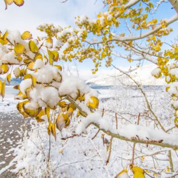 Frozen Autumn Leaves in Kananaskis Country