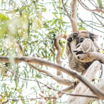 Koala sleeping in a eucalyptus tree